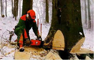Baumfällen